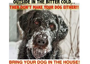 Pet Safe: safety dog freezing