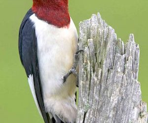 Red Headed Woodpecker
