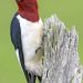 Red Headed Woodpecker