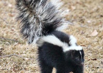 The skunk most common in Kentucky is the striped skunk (Mephitis mephitis), a native species that is found in all Lower 48 states, southern Canada and northern Mexico. There are 13 subspecies of the striped skunk. Their common name in the rural South is polecat. (Photo by by Wallace Keck)