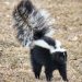 The skunk most common in Kentucky is the striped skunk (Mephitis mephitis), a native species that is found in all Lower 48 states, southern Canada and northern Mexico. There are 13 subspecies of the striped skunk. Their common name in the rural South is polecat. (Photo by by Wallace Keck)