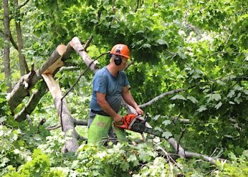 An employee for Kentucky Power contractor Asplundh Tree Expert Co. trims a tree in Carter County.