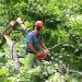 An employee for Kentucky Power contractor Asplundh Tree Expert Co. trims a tree in Carter County.