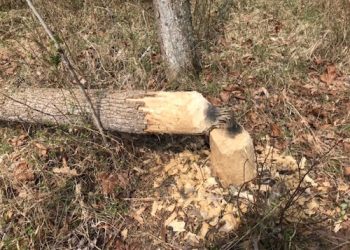 BEAVER GNAWS THROUGH TREE, CAUSES POWER OUTAGE