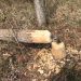 BEAVER GNAWS THROUGH TREE, CAUSES POWER OUTAGE
