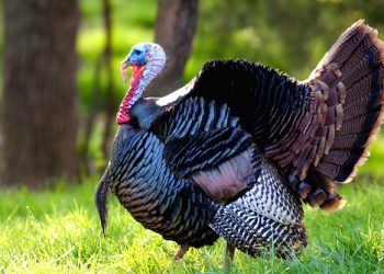 Spring turkey hunting season opens statewide April 14 and closes May 6. The season outlook is promising as a majority of Kentucky counties show a stable to increasing harvest trend over the past decade. Kentucky hunters harvested just over 33,000 birds during last year’s spring turkey season, the third highest on record. (Photo from KyAfield)