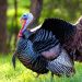 Spring turkey hunting season opens statewide April 14 and closes May 6. The season outlook is promising as a majority of Kentucky counties show a stable to increasing harvest trend over the past decade. Kentucky hunters harvested just over 33,000 birds during last year&rsquo;s spring turkey season, the third highest on record. (Photo from KyAfield)