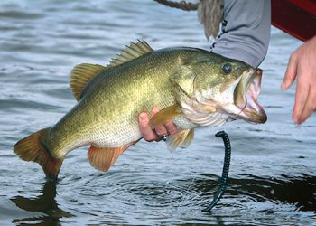 Anglers cast jigs, spinnerbaits, plastics, and suspending jerk baits to catch largemouth bass as they begin to move up into the shallows to spawn in the spring (Photo provided)