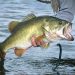 Anglers cast jigs, spinnerbaits, plastics, and suspending jerk baits to catch largemouth bass as they begin to move up into the shallows to spawn in the spring (Photo provided)