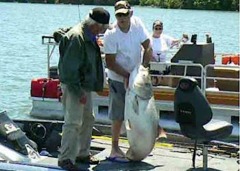 Bill Schroeder of Paducah is shown at left in the photo above after he landed this world record Asian Carp in Lake Barkley in May of 2015. A new study will begin his fall on methods to slow the spread of the invasive species in local waters.