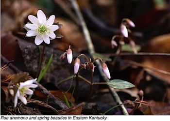 Spring Wildflower in state parks