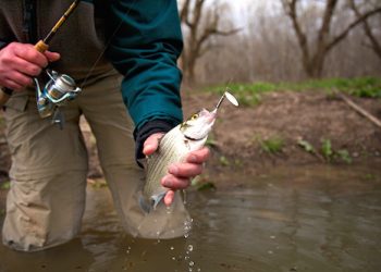 In-line spinners fool white bass during their spawning runs, like this silver one did a few years ago in the headwaters of Taylorsville Lake. The up and down temperatures this spring stunted the white bass runs, but they should be make their heavy spawning moves into the headwaters of reservoirs soon with the arrival of sustained warm weather (Photo from Kentucky Afield Outdoors)