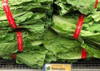E. COLI LETTUCE CONTAMINATION WARNING NOW INCLUDES KY.