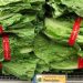 E. COLI LETTUCE CONTAMINATION WARNING NOW INCLUDES KY.
