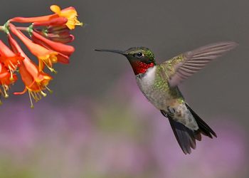 Ruby-Throated Hummingbirds feed on nectar and insects. They prefer tubular flowers like the trumpet vine, but will feed on a wide variety of blooming flowers and trees. They feed while hovering, extending their bill and long tongue deep into the center of the flower. (Photo by Terry Sohl)