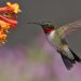 Ruby-Throated Hummingbirds feed on nectar and insects. They prefer tubular flowers like the trumpet vine, but will feed on a wide variety of blooming flowers and trees. They feed while hovering, extending their bill and long tongue deep into the center of the flower. (Photo by Terry Sohl)