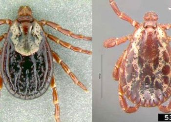 The lone star tick is an aggressive tick species and should not be taken lightly by hunters and others who enjoy spending time outdoors. There is mounting evidence its bite can cause some people to develop an allergy to red meat.