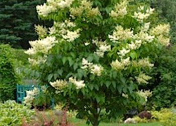 LOUISA CITY NEWS: The new trees in town