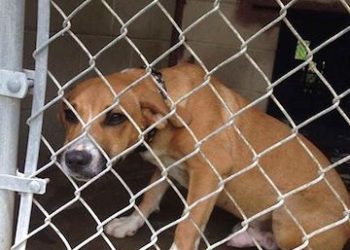 MARTIN CO. ANIMAL SHELTER COULD GO BACK TO ‘HIGH-KILL’ FACILITY SOON