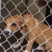 MARTIN CO. ANIMAL SHELTER COULD GO BACK TO ‘HIGH-KILL’ FACILITY SOON