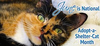 OPEN ARMS ANIMAL SHELTER CELEBRATES NATIONAL ADOPT-A-SHELTER-CAT MONTH