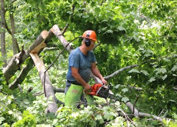 A Kentucky Power contractor for Asplundh Tree Expert Co., works to remove a fallen tree from a roadway in Carter County. Kentucky Power’s vegetation management program has reduced outages by trees like this inside the right away by 70 percent over seven years.