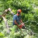 A Kentucky Power contractor for Asplundh Tree Expert Co., works to remove a fallen tree from a roadway in Carter County. Kentucky Power’s vegetation management program has reduced outages by trees like this inside the right away by 70 percent over seven years.