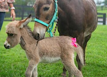 Peanut the mule looks after her baby, Miracle. Miracle is less than one month old. She was born July 31 on the farm of Jerry and Teresa Smothers.