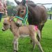 Peanut the mule looks after her baby, Miracle. Miracle is less than one month old. She was born July 31 on the farm of Jerry and Teresa Smothers.