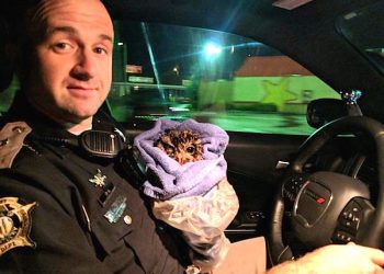 Deputy Trent Hardin holds the young owl he rescued on Clark Line Road early Tuesday morning after it apparently had been hit by a car. Hardin took the bird to a local wildlife rehabilitation specialist, who said the owl was still alive late Tuesday afternoon.