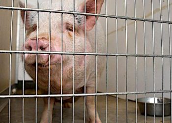 PET PIG FACES EUTHANASIA AFTER BITE REPORT