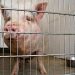 PET PIG FACES EUTHANASIA AFTER BITE REPORT