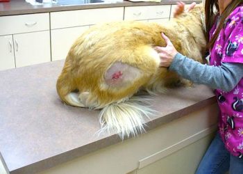 DRUG ABUSERS NOW INJURING ANIMALS TO GET MEDS FROM VETS