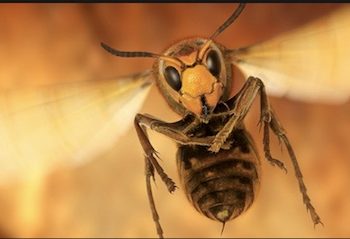 MAD HORNETS ATTACK 17 3RD GRADERS, THREE TEACHERS ON FIELD TRIP