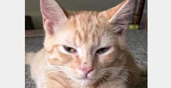 LAWRENCE CO. HUMANE SOCIETY PARTICIPATING IN BISSEL’S EMPTY THE SHELTERS CAMPAIGN