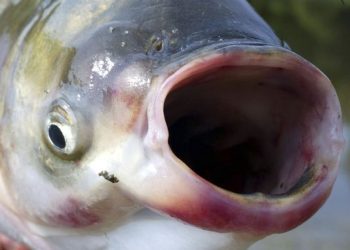 KY COMPANY GETS CONTRACT TO SEND ASIAN CARP TO CHINA