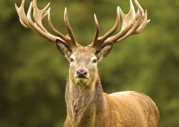 CONSERVATION OFFICERS STEP UP PRESSURE ON DEER POACHING