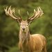 CONSERVATION OFFICERS STEP UP PRESSURE ON DEER POACHING
