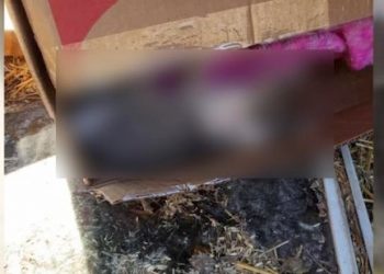 ABANDONED KITTEN FOUND FROZEN TO DEATH OUTSIDE MARTIN CO. ANIMAL SHELTER