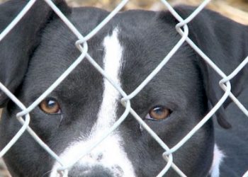 NEW JUDGE/EXEC.  PLANS TO IMPROVE CONDITIONS AT MARTIN CO. ANIMAL SHELTER