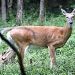RESTRICTIONS ON TENNESSEE DEER BROUGHT INTO KY ANNOUNCED