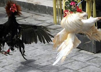 KENTUCKY WOMAN IS SECOND ARRESTED IN COCKFIGHTING CASE