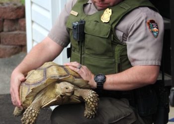 AFRICAN TURTLE GETS LOOSE IN KENTUCKY TOWN