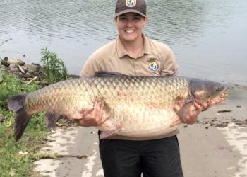 ASIAN CARP INCREASING IN MAMMOTH CAVE
