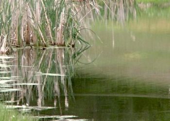 MYSTERY SURROUNDS BODY FOUND AT PAINTSVILLE GOLF COURSE