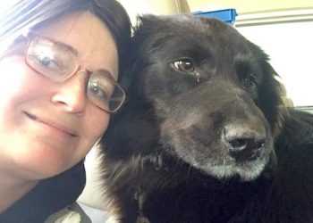 ANIMAL CONTROL OFFICER RESIGNS AFTER SHOOTING DOGS AT FALLSBURG