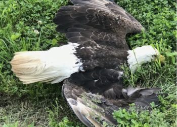 BALD EAGLE HIT BY VEHICLE ON RT. 460 IN MAGOFFIN COUNTY