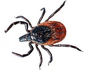 KENTUCKY HIT WITH TICK EPIDEMIC, SOME COUNTIES WORSE THAN OTHERS