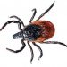 KENTUCKY HIT WITH TICK EPIDEMIC, SOME COUNTIES WORSE THAN OTHERS