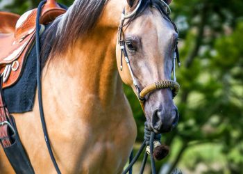 LAWRENCE COUNTY KY FAIR HORSE SHOW JULY 26